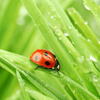 Giáo án PowerPoint Ngữ văn 6 Bài 4: Giọt sương đêm