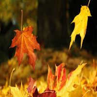 Giáo án PowerPoint Ngữ văn 7 Bài 4: Mùa thu về Trùng Khánh nghe hạt dẻ hát  