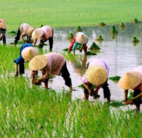 Giáo án Sinh hoạt lớp 3 tuần 25: Hoạt động vì cộng đồng