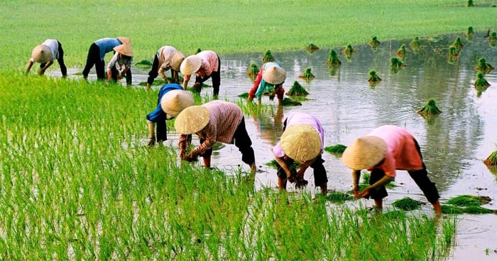 Giáo án Sinh hoạt lớp 3