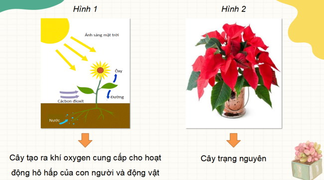 Giáo án PPT Công nghệ 4 Ôn tập học kì 1