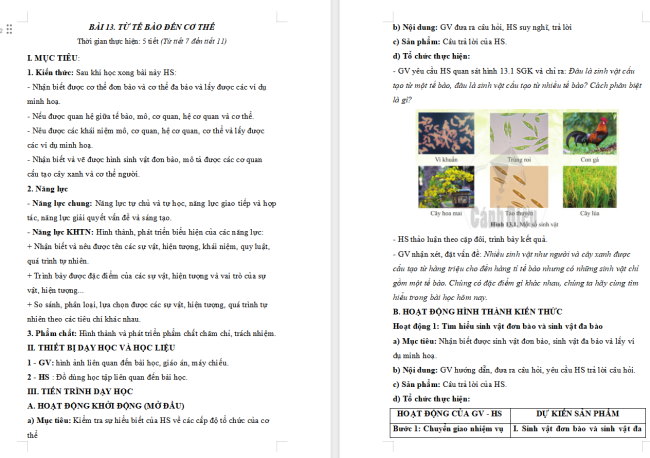 Giáo án Khoa học tự nhiên 6 Bài 13: Từ tế bào đến cơ thể