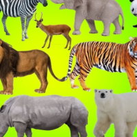 Giáo án PowerPoint Khoa học tự nhiên 6 Bài 14: Phân loại thế giới sống