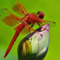 Giáo án PowerPoint Khoa học tự nhiên 6 Bài 15: Khóa lưỡng phân