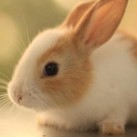 Giáo án PowerPoint Khoa học 4 Bài 16: Nhu cầu sống của động vật