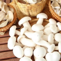 Giáo án PowerPoint Khoa học 4 Bài 20: Nấm ăn và nấm men trong đời sống