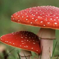 Giáo án PowerPoint Khoa học 4 Bài 21: Nấm có hại và cách bảo quản thực phẩm