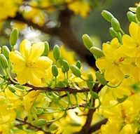 Giáo án Sinh hoạt lớp 7 tuần 18 chủ đề: Chào xuân yêu thương