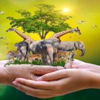 Giáo án PowerPoint Tự nhiên và xã hội 3 Bài 14: Sử dụng hợp lí thực vật và động vật