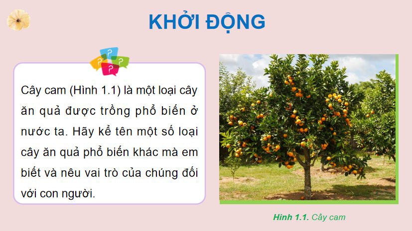 PowerPoint Công nghệ 9 Trồng cây ăn quả