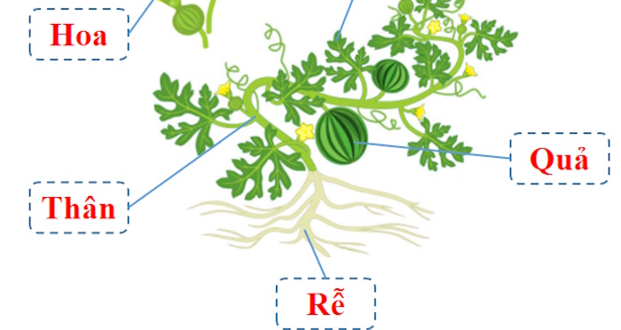 Giáo án Tiết học thư viện lớp 4