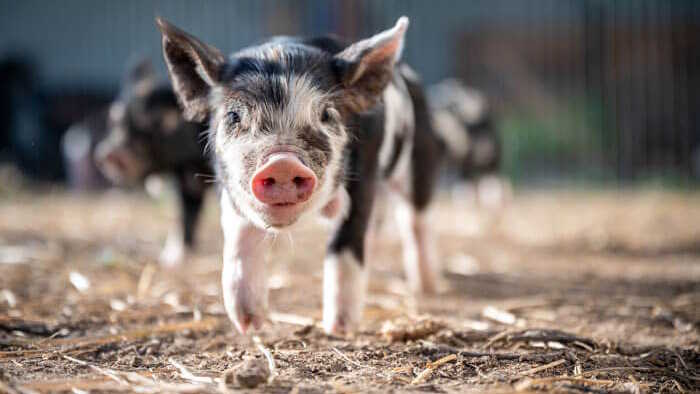 Giáo án Tiết học thư viện lớp 5