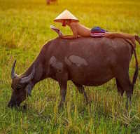 Giáo án Tiết đọc thư viện lớp 1: Tiết 12