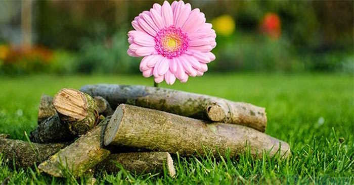 Giáo án Tiết đọc thư viện lớp 5: Tiết 10