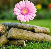 Giáo án Tiết đọc thư viện lớp 5: Tiết 8