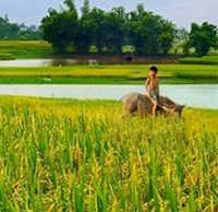 Giáo án Sinh hoạt tập thể lớp 1 chủ đề Quê hương tươi đẹp tuần 29