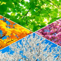 Giáo án PowerPoint Tiếng Việt 2 Bài 2: Mở rộng vốn từ Bốn mùa. Nói và đáp lời mời, lời khen ngợi