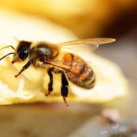 Giáo án PowerPoint Tiếng Việt 2 Bài 2: Đọc Ong xây tổ