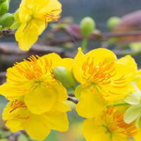 Giáo án PowerPoint Tiếng Việt 2 Bài 3: Viết chữ hoa V