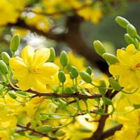 Giáo án PowerPoint Tiếng Việt 2 Bài 4: Đọc Hoa mai vàng