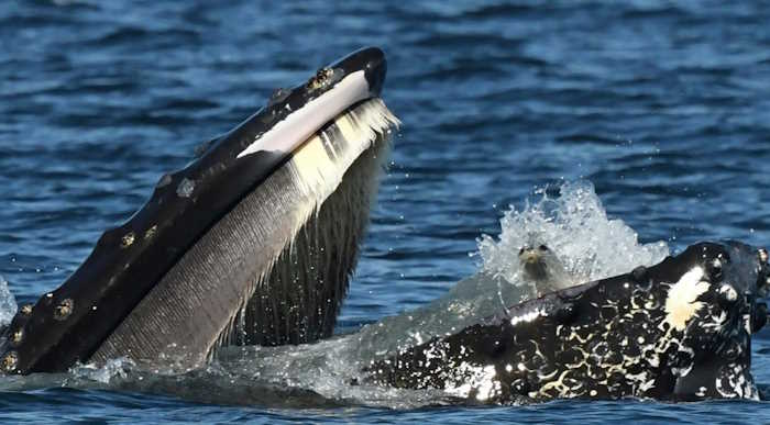 Giáo án PowerPoint Âm nhạc 1 Tuần 4 Chủ đề 1: Âm thanh kỳ diệu