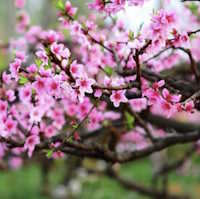 Giáo án PowerPoint Âm nhạc 1 Tuần 18 Chủ đề 3: Nhịp điệu mùa xuân