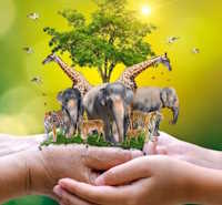  Giáo án PowerPoint Tự nhiên và xã hội 1 bài 15: Cây xung quanh em tiết 2