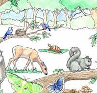  Giáo án PowerPoint Tự nhiên và xã hội 1 bài 15: Cây xung quanh em tiết 3