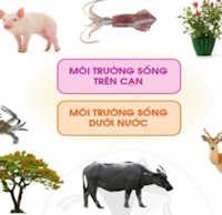  Giáo án PowerPoint Tự nhiên và xã hội 1 bài 17: Con vật quanh em tiết 2