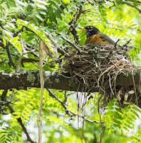  Giáo án PowerPoint Tự nhiên và xã hội 1 bài 17: Con vật quanh em tiết 3