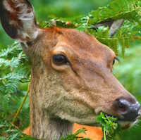  Giáo án PowerPoint Tự nhiên và xã hội 1 bài 19: Ôn tập chủ đề động vật và thực vật