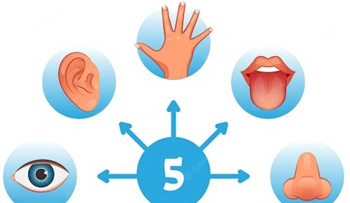 Giáo án PowerPoint Tự nhiên và xã hội 1 bài 21: Các giác quan của cơ thể