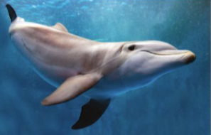 Khoa học tự nhiên 6