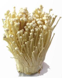 Trắc nghiệm Khoa học 4 Bài 19: Đặc điểm chung của nấm