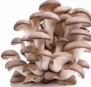 Câu 2: Quan sát hình ảnh sau và cho biết đây là loại nấm nào?