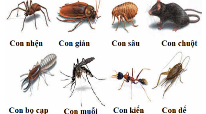 Giáo án mầm non: Tìm hiểu về một số loại côn trùng