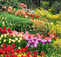 Giáo án mầm non: Một số loại hoa