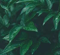 Giáo án mầm non: Dạy vận động theo tiết tâu chậm “Lá xanh”