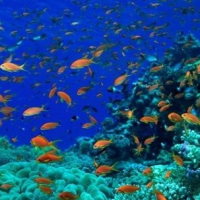 Giáo án PowerPoint Địa lí 6 Bài 20: Thực hành: Xác định trên lược đồ các đại dương thế giới