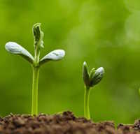 Giáo án mầm non: Gieo hạt nảy mầm