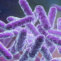 Đề thi thử THPT Quốc gia năm 2026 môn Sinh học trường THPT Chuyên Hạ Long