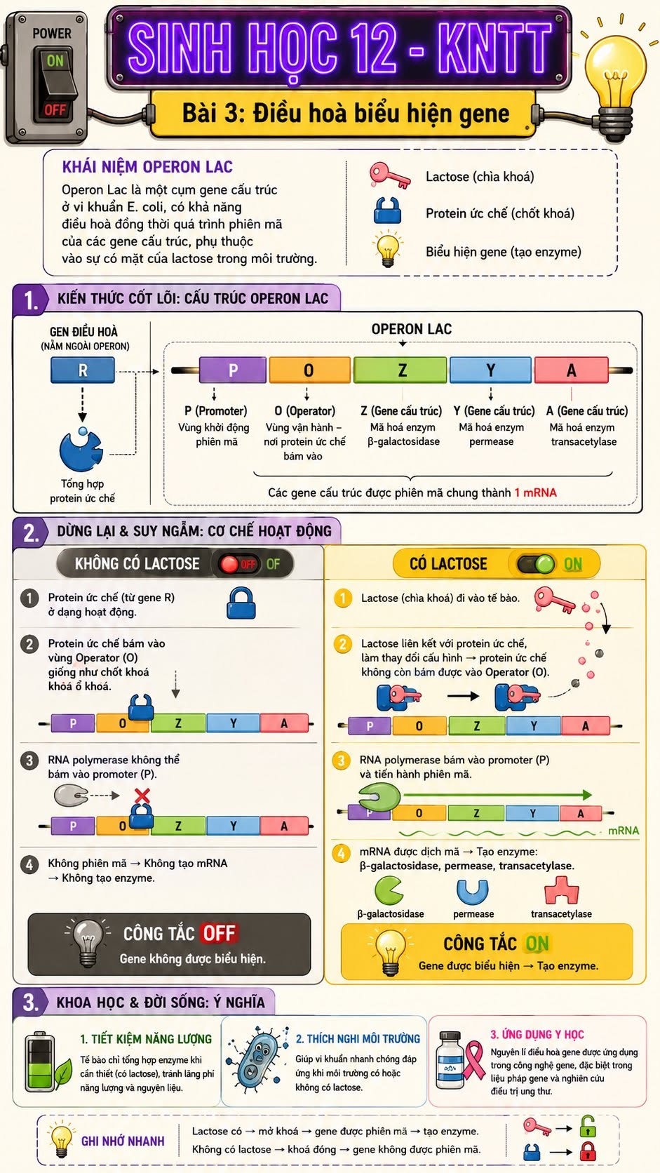 Infographic lý thuyết Sinh học 12 Bài 3