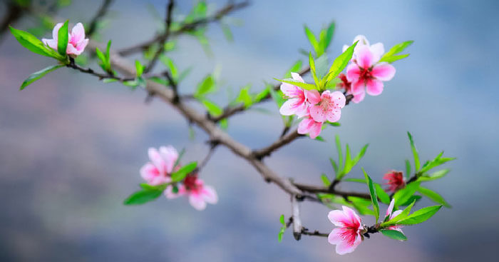 Bài thơ Chiều xuân