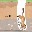 🖼️